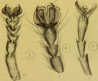 An illustration from The microscope : its history, construction, and application, being a familiar introduction to the use of the instrument, and the study of microscopical science / by Jabez Hogg. (1898)