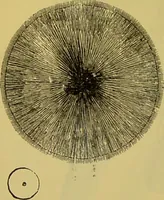 An illustration from The microscope : its history, construction, and application, being a familiar introduction to the use of the instrument, and the study of microscopical science / by Jabez Hogg. (1898)