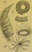 An illustration from The microscope : its history, construction, and application, being a familiar introduction to the use of the instrument, and the study of microscopical science / by Jabez Hogg. (1898)