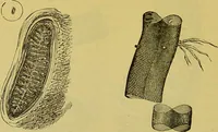An illustration from The microscope : its history, construction, and application, being a familiar introduction to the use of the instrument, and the study of microscopical science / by Jabez Hogg. (1898)