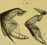 An illustration from The microscope : its history, construction, and application, being a familiar introduction to the use of the instrument, and the study of microscopical science / by Jabez Hogg. (1898)