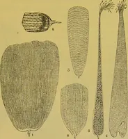 An illustration from The microscope : its history, construction, and application, being a familiar introduction to the use of the instrument, and the study of microscopical science / by Jabez Hogg. (1898)