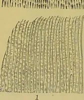 An illustration from The microscope : its history, construction, and application, being a familiar introduction to the use of the instrument, and the study of microscopical science / by Jabez Hogg. (1898)