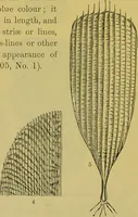An illustration from The microscope : its history, construction, and application, being a familiar introduction to the use of the instrument, and the study of microscopical science / by Jabez Hogg. (1898)
