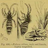 Picture 365 of 409 from The microscope : its history, construction, and application, being a familiar introduction to the use of the instrument, and the study of microscopical science / by Jabez Hogg. (1898), leaf 677
