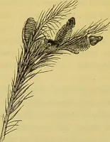 An illustration from The microscope : its history, construction, and application, being a familiar introduction to the use of the instrument, and the study of microscopical science / by Jabez Hogg. (1898)