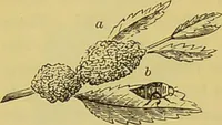 Picture 367 of 409 from The microscope : its history, construction, and application, being a familiar introduction to the use of the instrument, and the study of microscopical science / by Jabez Hogg. (1898), leaf 684