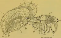 An illustration from The microscope : its history, construction, and application, being a familiar introduction to the use of the instrument, and the study of microscopical science / by Jabez Hogg. (1898)