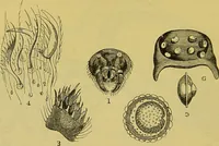 An illustration from The microscope : its history, construction, and application, being a familiar introduction to the use of the instrument, and the study of microscopical science / by Jabez Hogg. (1898)
