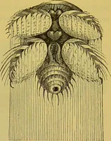 An illustration from The microscope : its history, construction, and application, being a familiar introduction to the use of the instrument, and the study of microscopical science / by Jabez Hogg. (1898)