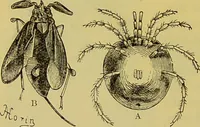 An illustration from The microscope : its history, construction, and application, being a familiar introduction to the use of the instrument, and the study of microscopical science / by Jabez Hogg. (1898)
