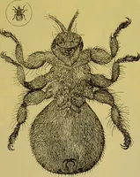 An illustration from The microscope : its history, construction, and application, being a familiar introduction to the use of the instrument, and the study of microscopical science / by Jabez Hogg. (1898)