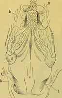 An illustration from The microscope : its history, construction, and application, being a familiar introduction to the use of the instrument, and the study of microscopical science / by Jabez Hogg. (1898)