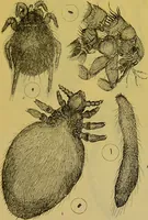 An illustration from The microscope : its history, construction, and application, being a familiar introduction to the use of the instrument, and the study of microscopical science / by Jabez Hogg. (1898)