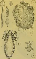 Picture 375 of 409 from The microscope : its history, construction, and application, being a familiar introduction to the use of the instrument, and the study of microscopical science / by Jabez Hogg. (1898), leaf 692