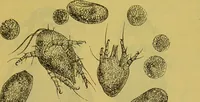 An illustration from The microscope : its history, construction, and application, being a familiar introduction to the use of the instrument, and the study of microscopical science / by Jabez Hogg. (1898)