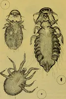 Picture 377 of 409 from The microscope : its history, construction, and application, being a familiar introduction to the use of the instrument, and the study of microscopical science / by Jabez Hogg. (1898), leaf 694