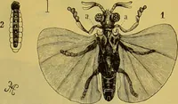 An illustration from The microscope : its history, construction, and application, being a familiar introduction to the use of the instrument, and the study of microscopical science / by Jabez Hogg. (1898)
