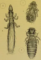 Picture 380 of 409 from The microscope : its history, construction, and application, being a familiar introduction to the use of the instrument, and the study of microscopical science / by Jabez Hogg. (1898), leaf 697