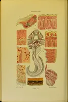 An illustration from The microscope : its history, construction, and application, being a familiar introduction to the use of the instrument, and the study of microscopical science / by Jabez Hogg. (1898)