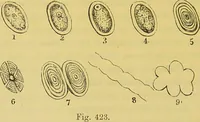 Picture 381 of 409 from The microscope : its history, construction, and application, being a familiar introduction to the use of the instrument, and the study of microscopical science / by Jabez Hogg. (1898), leaf 704