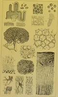 An illustration from The microscope : its history, construction, and application, being a familiar introduction to the use of the instrument, and the study of microscopical science / by Jabez Hogg. (1898)