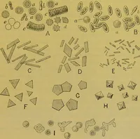 An illustration from The microscope : its history, construction, and application, being a familiar introduction to the use of the instrument, and the study of microscopical science / by Jabez Hogg. (1898)