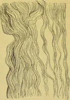 An illustration from The microscope : its history, construction, and application, being a familiar introduction to the use of the instrument, and the study of microscopical science / by Jabez Hogg. (1898)