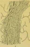 An illustration from The microscope : its history, construction, and application, being a familiar introduction to the use of the instrument, and the study of microscopical science / by Jabez Hogg. (1898)