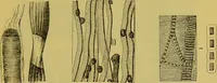 An illustration from The microscope : its history, construction, and application, being a familiar introduction to the use of the instrument, and the study of microscopical science / by Jabez Hogg. (1898)