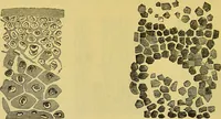 An illustration from The microscope : its history, construction, and application, being a familiar introduction to the use of the instrument, and the study of microscopical science / by Jabez Hogg. (1898)