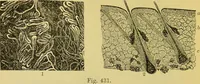 An illustration from The microscope : its history, construction, and application, being a familiar introduction to the use of the instrument, and the study of microscopical science / by Jabez Hogg. (1898)