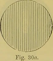 An illustration from The microscope : its history, construction, and application, being a familiar introduction to the use of the instrument, and the study of microscopical science / by Jabez Hogg. (1898)