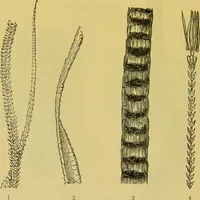 An illustration from The microscope : its history, construction, and application, being a familiar introduction to the use of the instrument, and the study of microscopical science / by Jabez Hogg. (1898)