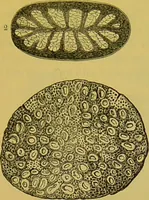 An illustration from The microscope : its history, construction, and application, being a familiar introduction to the use of the instrument, and the study of microscopical science / by Jabez Hogg. (1898)