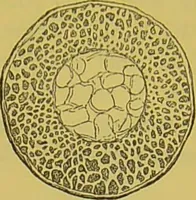 Picture 394 of 409 from The microscope : its history, construction, and application, being a familiar introduction to the use of the instrument, and the study of microscopical science / by Jabez Hogg. (1898), leaf 721