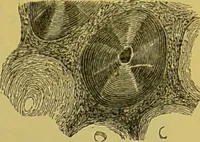 An illustration from The microscope : its history, construction, and application, being a familiar introduction to the use of the instrument, and the study of microscopical science / by Jabez Hogg. (1898)