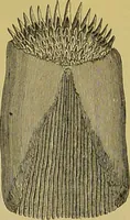 An illustration from The microscope : its history, construction, and application, being a familiar introduction to the use of the instrument, and the study of microscopical science / by Jabez Hogg. (1898)