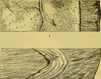 An illustration from The microscope : its history, construction, and application, being a familiar introduction to the use of the instrument, and the study of microscopical science / by Jabez Hogg. (1898)