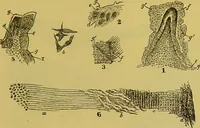 An illustration from The microscope : its history, construction, and application, being a familiar introduction to the use of the instrument, and the study of microscopical science / by Jabez Hogg. (1898)