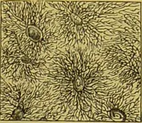 An illustration from The microscope : its history, construction, and application, being a familiar introduction to the use of the instrument, and the study of microscopical science / by Jabez Hogg. (1898)