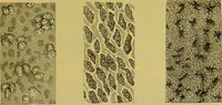An illustration from The microscope : its history, construction, and application, being a familiar introduction to the use of the instrument, and the study of microscopical science / by Jabez Hogg. (1898)