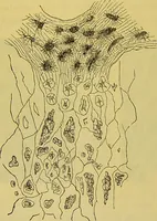 An illustration from The microscope : its history, construction, and application, being a familiar introduction to the use of the instrument, and the study of microscopical science / by Jabez Hogg. (1898)