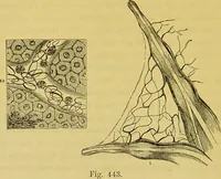 An illustration from The microscope : its history, construction, and application, being a familiar introduction to the use of the instrument, and the study of microscopical science / by Jabez Hogg. (1898)