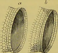 An illustration from The microscope : its history, construction, and application, being a familiar introduction to the use of the instrument, and the study of microscopical science / by Jabez Hogg. (1898)