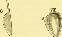 Picture 9 of 12 from Diseases of the nose and throat / by F. de Havilland Hall ... With 2 coloured plates and 59 illustrations. (1894), leaf 437