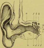 An illustration from Diseases of the ear, nose, and throat and their accessory cavities : A condensed text-book / By Seth Scott Bishop. (1897)