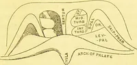 Picture 26 of 42 from Laryngoscopy and rhinoscopy and the diagnosis and treatment of the diseases of the throat and nose / by Prosser James, M.D. (1888), leaf 111