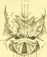 An illustration from Laryngoscopy and rhinoscopy and the diagnosis and treatment of the diseases of the throat and nose / by Prosser James, M.D. (1888)
