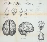 An illustration from Phrenology, its nature and uses : an address to the students of Anderson's University, at the opening of Dr. Weir's first course of lectures on phrenology in that institution, January 7th, 1846 / by Andrew Combe. (1846)